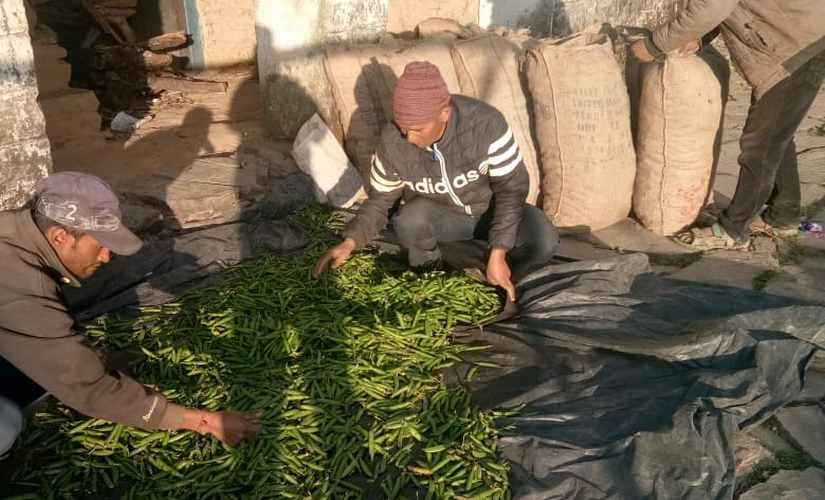 Peas cultivation has brought hope to Ghes village in Chamoli district of Uttarakhand. Rahul Singh Shekhawat/101Reporters