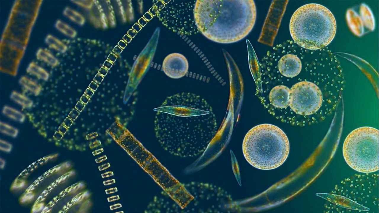 A mix of phytoplankton and zooplankton seen under a microscope in a drop of ocean water.