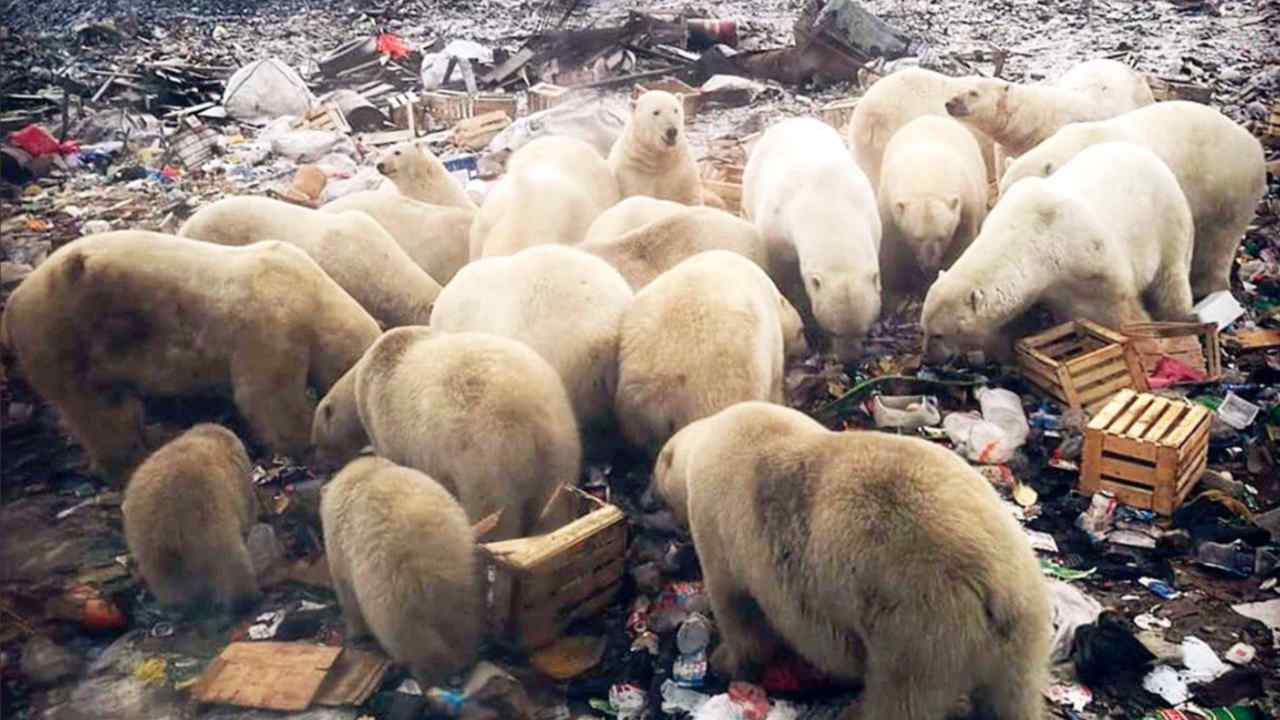 Polar bear invasion of Russian town ends after 10 days with help from authorities Polar bear invasion of Russian town ends after 10 days with help from authorities