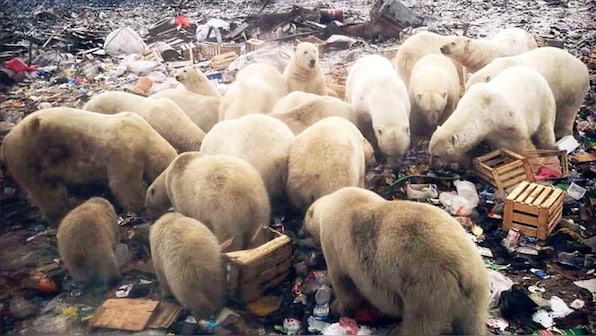 Polar bear invasion of Russian town ends after 10 days with help from authorities