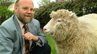 22 years since Dolly the first cloned sheep, here's how her legacy has come along