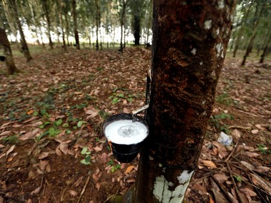 Draft National Rubber Policy: Budgetary support for promotion of export, research, reducing imports Draft National Rubber Policy: Budgetary support for promotion of export, research, reducing imports