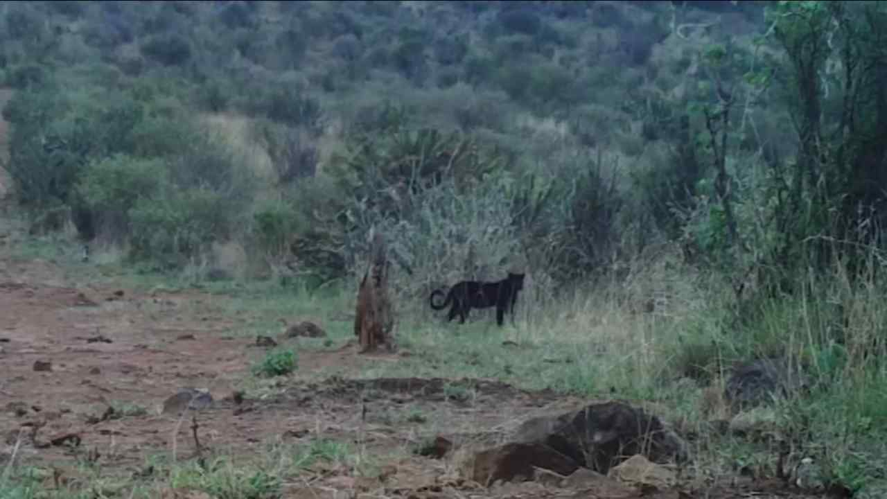 Black leopard spotted in an African county for the first time in hundred  years – Firstpost