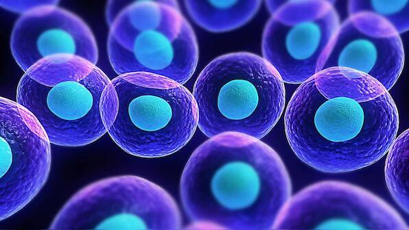 Explained: Process of transporting stem cell from donor to patient for a successful transplant