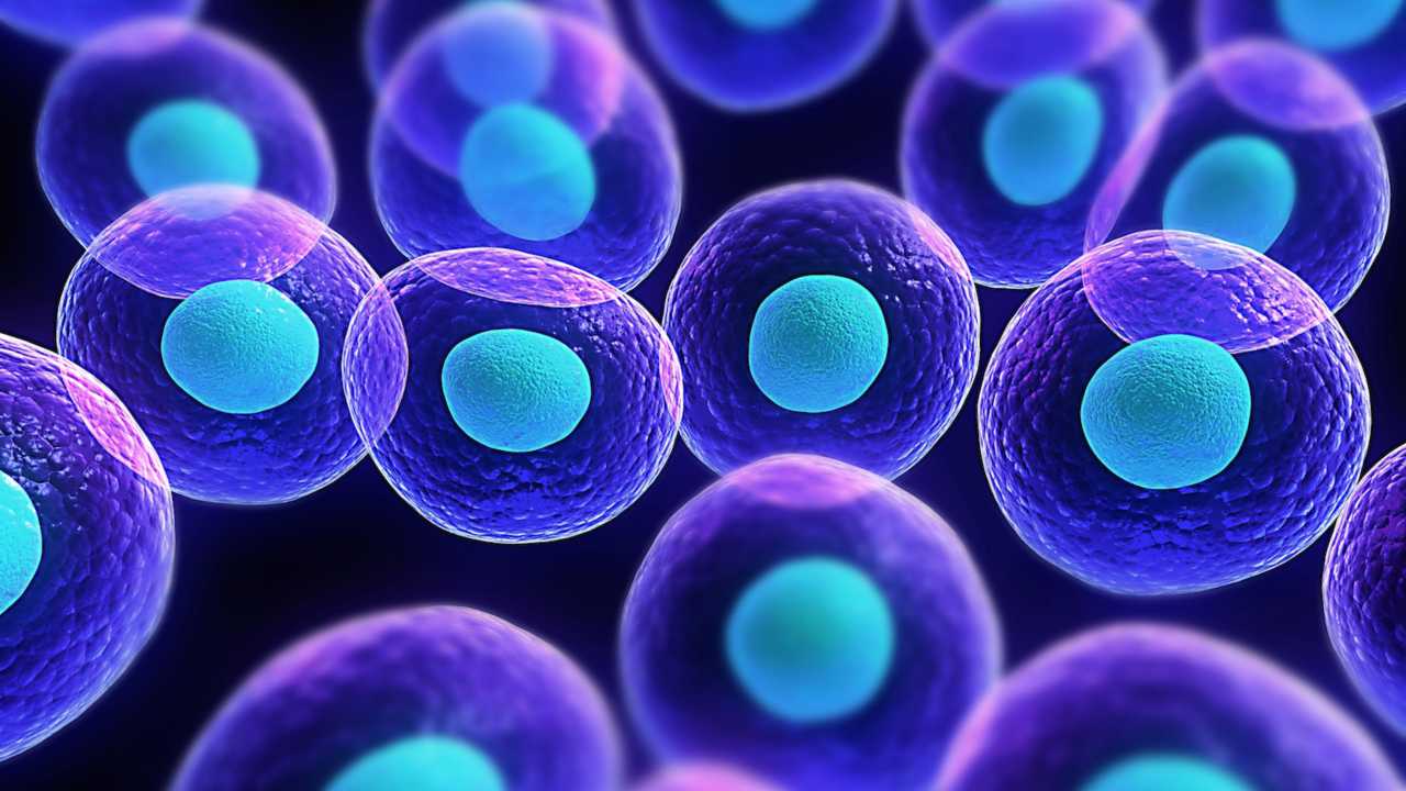 Explained: Process of transporting stem cell from donor to patient for a successful transplant Explained: Process of transporting stem cell from donor to patient for a successful transplant