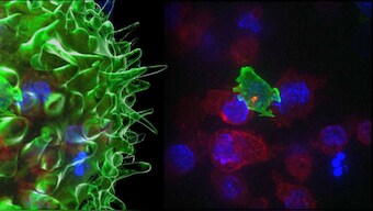Decoy bacteria and tiny 'nanobodies' paired up to fight cancer in new technique