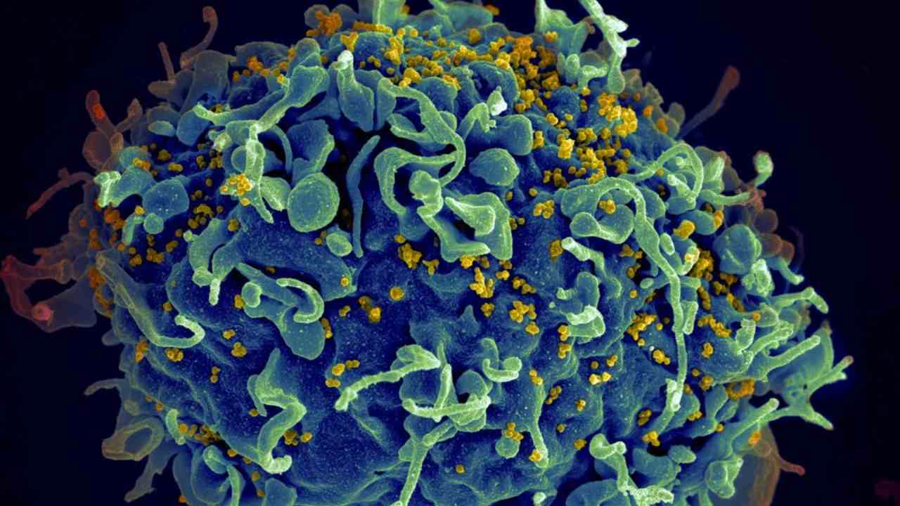 CRISPR gene editing could soon make us immune to influenza, HIV infection CRISPR gene editing could soon make us immune to influenza, HIV infection