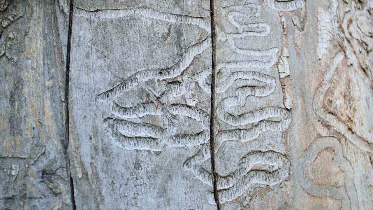 The emerald ash borer feeds on ash trees, damaging and eventually killing them. Image credit: K Steve Cope