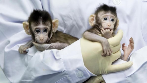 Cloning Conundrums: Dr Duplicate & Dr Ditto answer concerns, FAQs on cloning today