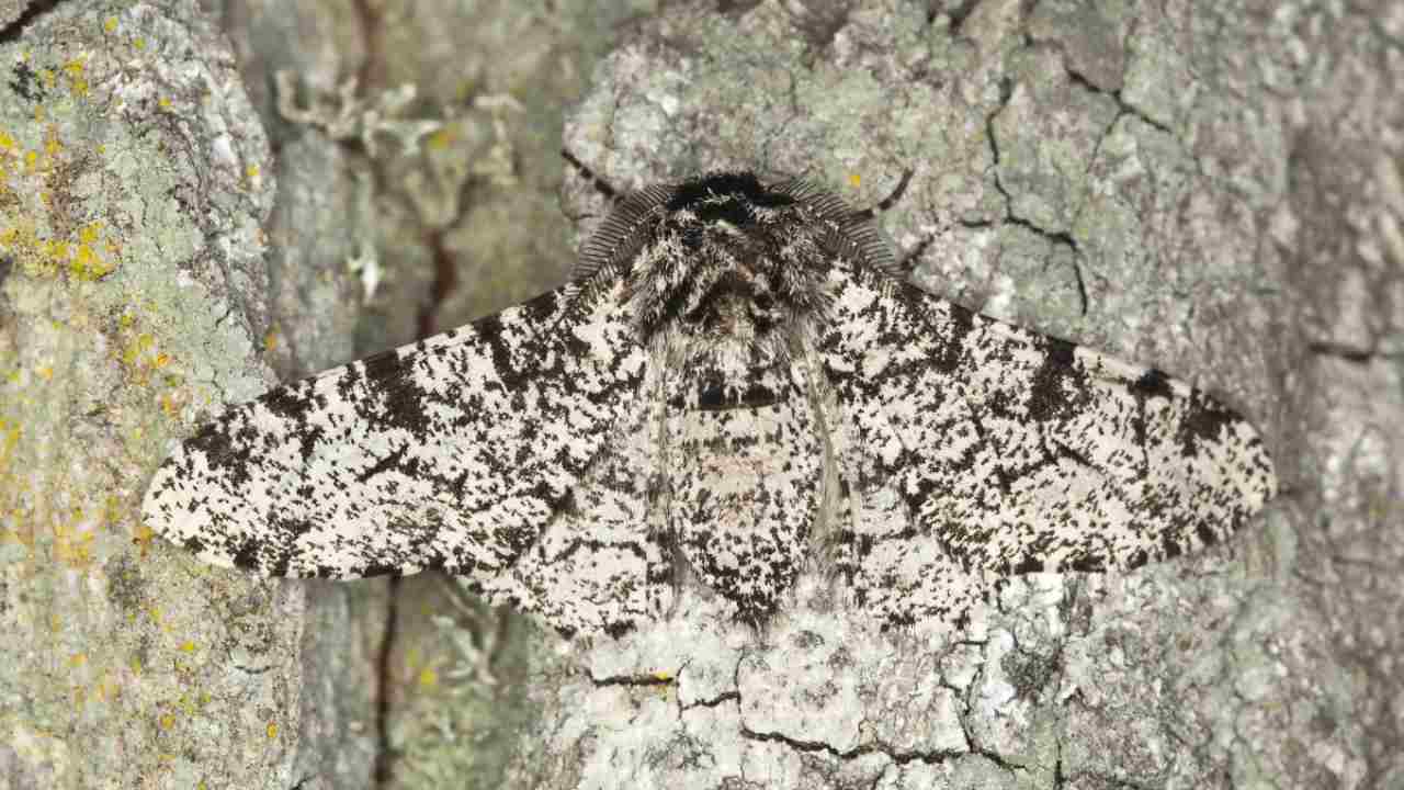The peppered moth (Biston betularia) camouflaged on the bark of an oak tree was the classic example Darwin used for his Natural Selection theory_YourGenomeThe peppered moth (Biston betularia) camouflaged on the bark of an oak tree was the classic example Darwin used for his Natural Selection theory. Image courtesy: YourGenome