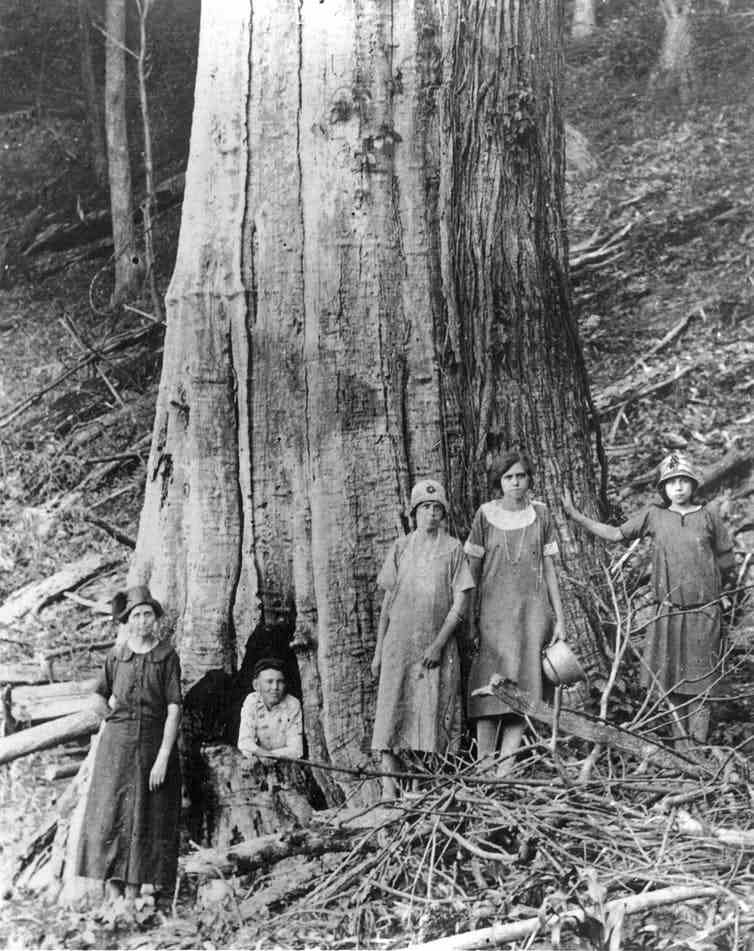 The family of James and Caroline Shelton poses by a large dead chestnut tree in Tremont Falls, Tennessee, circa 1920. Great Smoky Mountains National Park Library