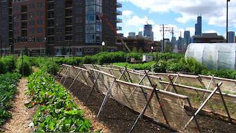 Cities race to make urban farming a viable, durable way to raise food production