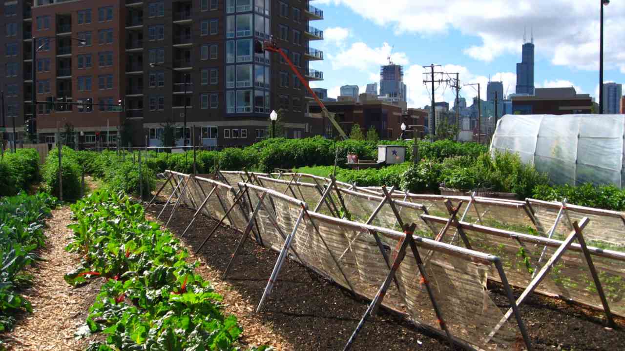 Cities race to make urban farming a viable, durable way to raise food production Cities race to make urban farming a viable, durable way to raise food production