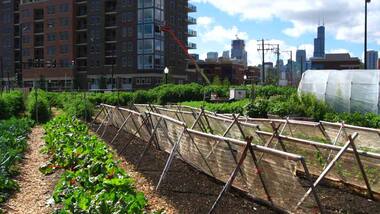 Cities race to make urban farming a viable, durable way to raise food production