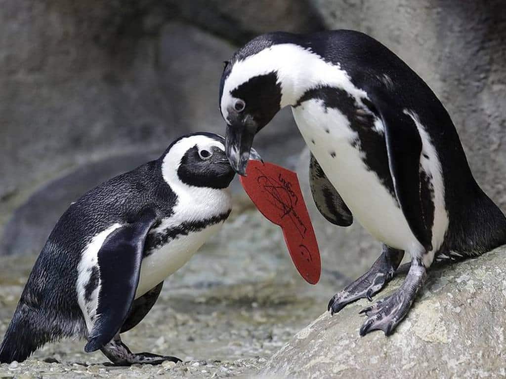Adorable penguin pair at San Francisco Zoo get in on the Valentine's