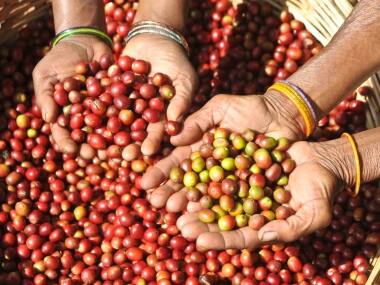 Araku coffee, a brand from the Eastern Ghats that won acclaim in France, is making its way home