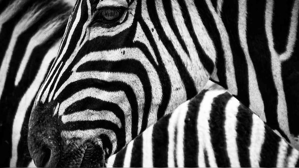 Zebras fend off blood-thristy horse flies with their monochrome stripes finds study