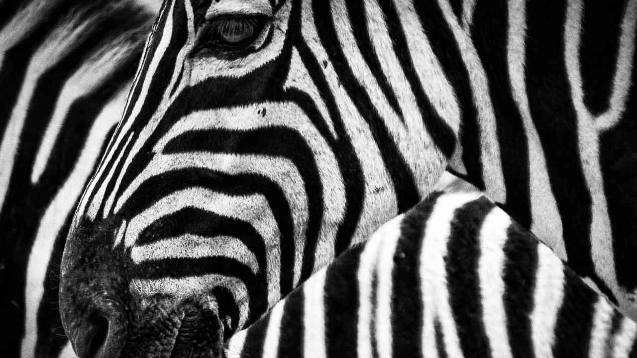 Zebras fend off blood-thristy horse flies with their monochrome stripes finds study Zebras fend off blood-thristy horse flies with their monochrome stripes finds study