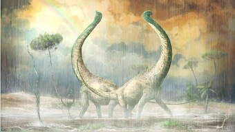 Excavated skeleton of long-necked plant-eater sheds light on dinosaur evolution