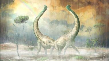 Excavated skeleton of long-necked plant-eater sheds light on dinosaur evolution