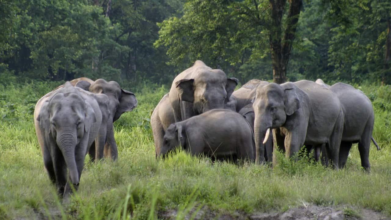 wild elephants, part of a herd that arrived at a wetland near the Thakurkuchi railway station engage in a tussle on the outskirts of Gauhati, Assam, India. Image: AP