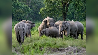 Elephants in Assam's Patharia Hills Reserve Forest, along the India-Bangladesh border, are struggling to survive