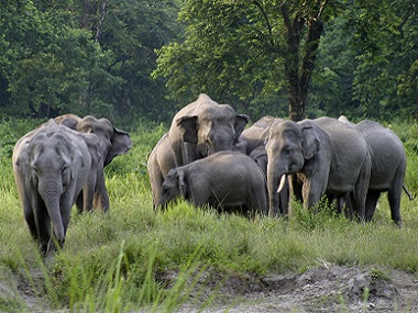 Elephants in Assam's Patharia Hills Reserve Forest, along the India-Bangladesh border, are struggling to survive Elephants in Assam's Patharia Hills Reserve Forest, along the India-Bangladesh border, are struggling to survive