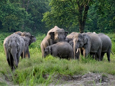 Elephants in Assam's Patharia Hills Reserve Forest, along the India-Bangladesh border, are struggling to survive