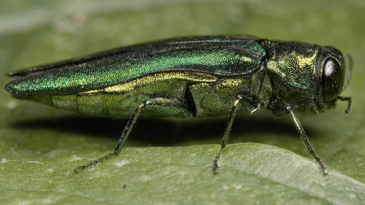 The emerald ash borer is destroying ash trees in 31 states. Image credit: Herman Wong HM