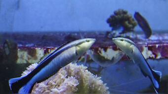 Fish passes a standard test of recognising itself in a mirror, are they getting smarter?