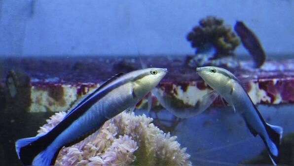 Fish passes a standard test of recognising itself in a mirror, are they getting smarter?