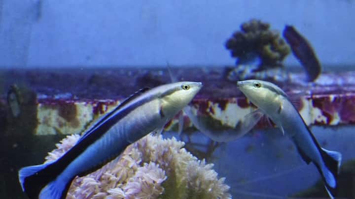 Fish passes a standard test of recognising itself in a mirror, are they getting smarter?
