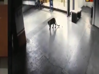 Forest officials catch leopard spotted at Thane's Korum Mall after six-hour hunt; big cat tranquilised in basement of Hotel Satkar Forest officials catch leopard spotted at Thane's Korum Mall after six-hour hunt; big cat tranquilised in basement of Hotel Satkar