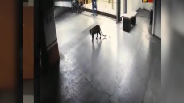 Forest officials catch leopard spotted at Thane's Korum Mall after six-hour hunt; big cat tranquilised in basement of Hotel Satkar