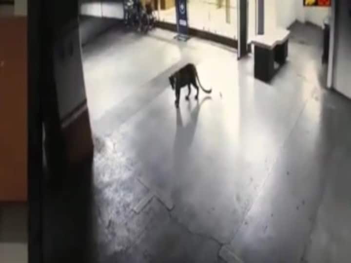 Forest officials catch leopard spotted at Thane's Korum Mall after six-hour hunt; big cat tranquilised in basement of Hotel Satkar