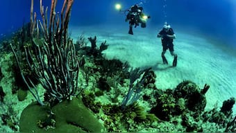 Future climate change could be a threat to underwater kelp forests, fisheries