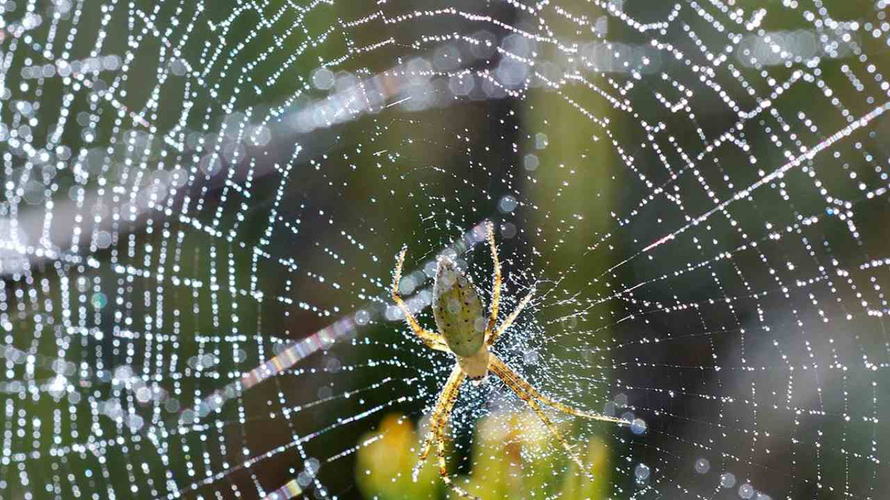 A spider and its web. Image courtesy: National Parks Service