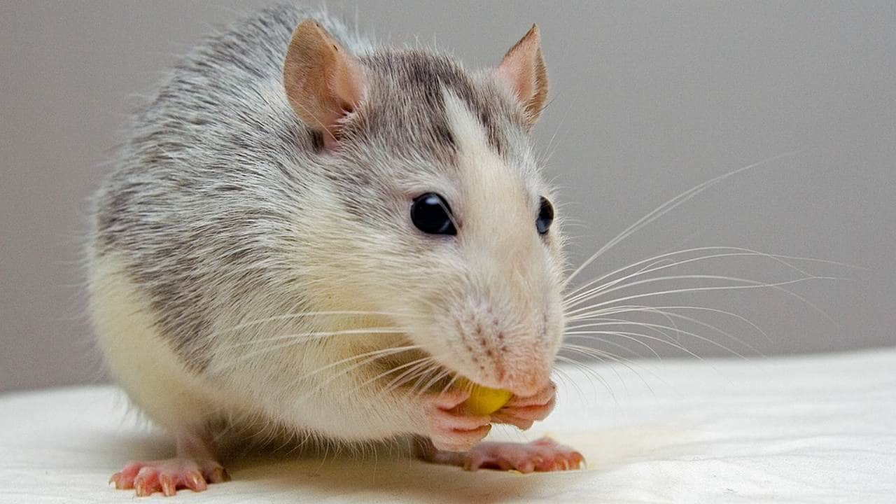 Kidneys grown in rat embryos may help in growing human kidneys for transplant