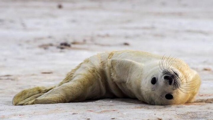 Would the owner of a USB stick found in poop from a leopard seal speak up please?