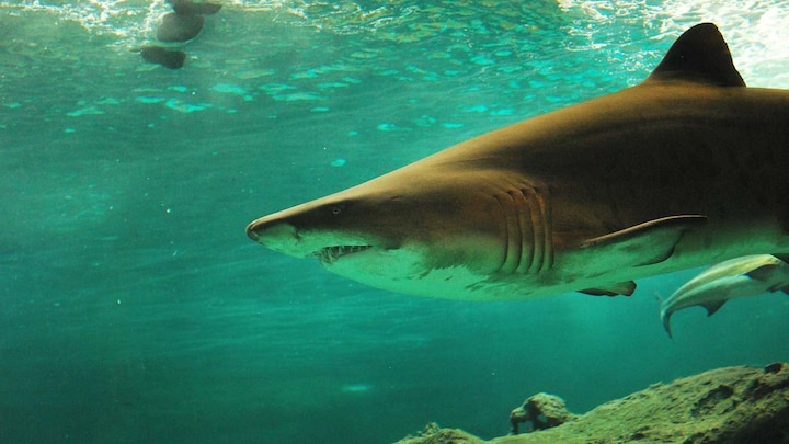 Sharks can heal themselves, resist mutations in their genes thanks to evolution