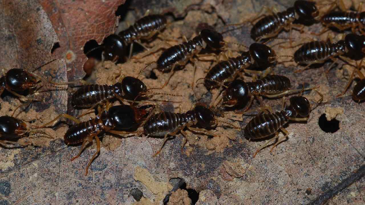 not-all-termites-are-pests-most-are-soil-engineers-play-key-role-in