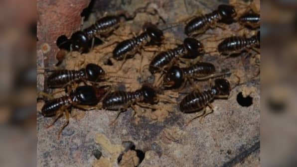 Not all termites are pests; most are soil engineers, play key role in functioning of tropical ecosystems