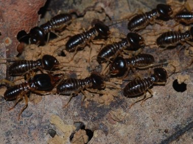 Not all termites are pests; most are soil engineers, play key role in functioning of tropical ecosystems Not all termites are pests; most are soil engineers, play key role in functioning of tropical ecosystems