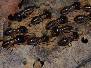 Not all termites are pests; most are soil engineers, play key role in functioning of tropical ecosystems