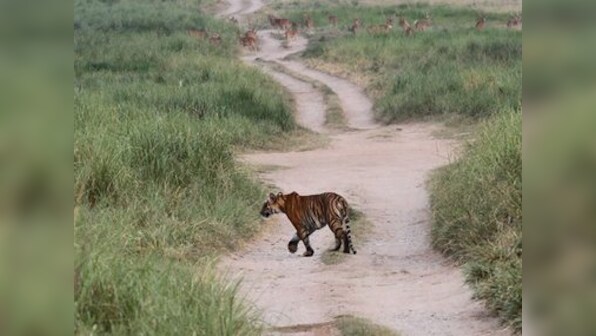 Increased tiger population brings new challenges; dealing with habitat loss, man-animal conflict is key