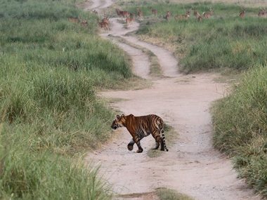 Increased tiger population brings new challenges; dealing with habitat loss, man-animal conflict is key Increased tiger population brings new challenges; dealing with habitat loss, man-animal conflict is key