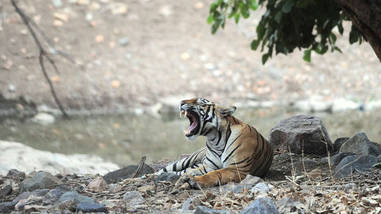 A Bengal tiger in Gujarat. Image credit: Ajay Suri