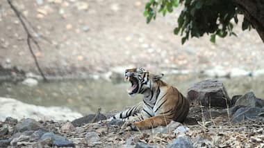 Wildlife Week 2019: India's tiger numbers have increased by 33% in 5 years, but that's not necessarily good news