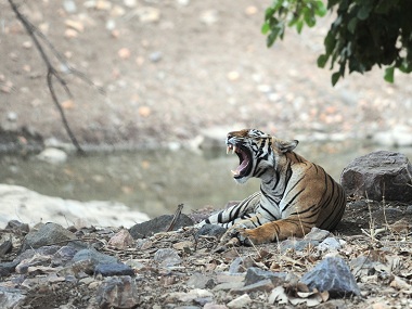 The striped mystery of Gujarat The striped mystery of Gujarat