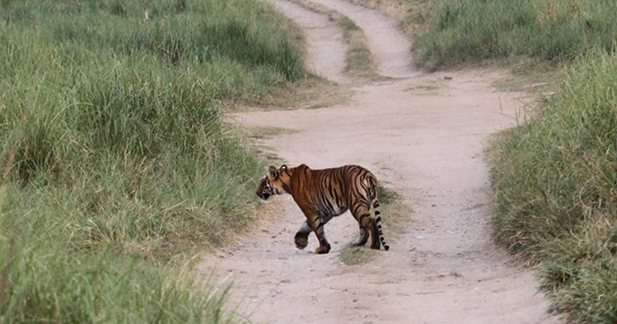 Increased tiger population brings new challenges; dealing with habitat  loss, man-animal conflict is key-India News , Firstpost